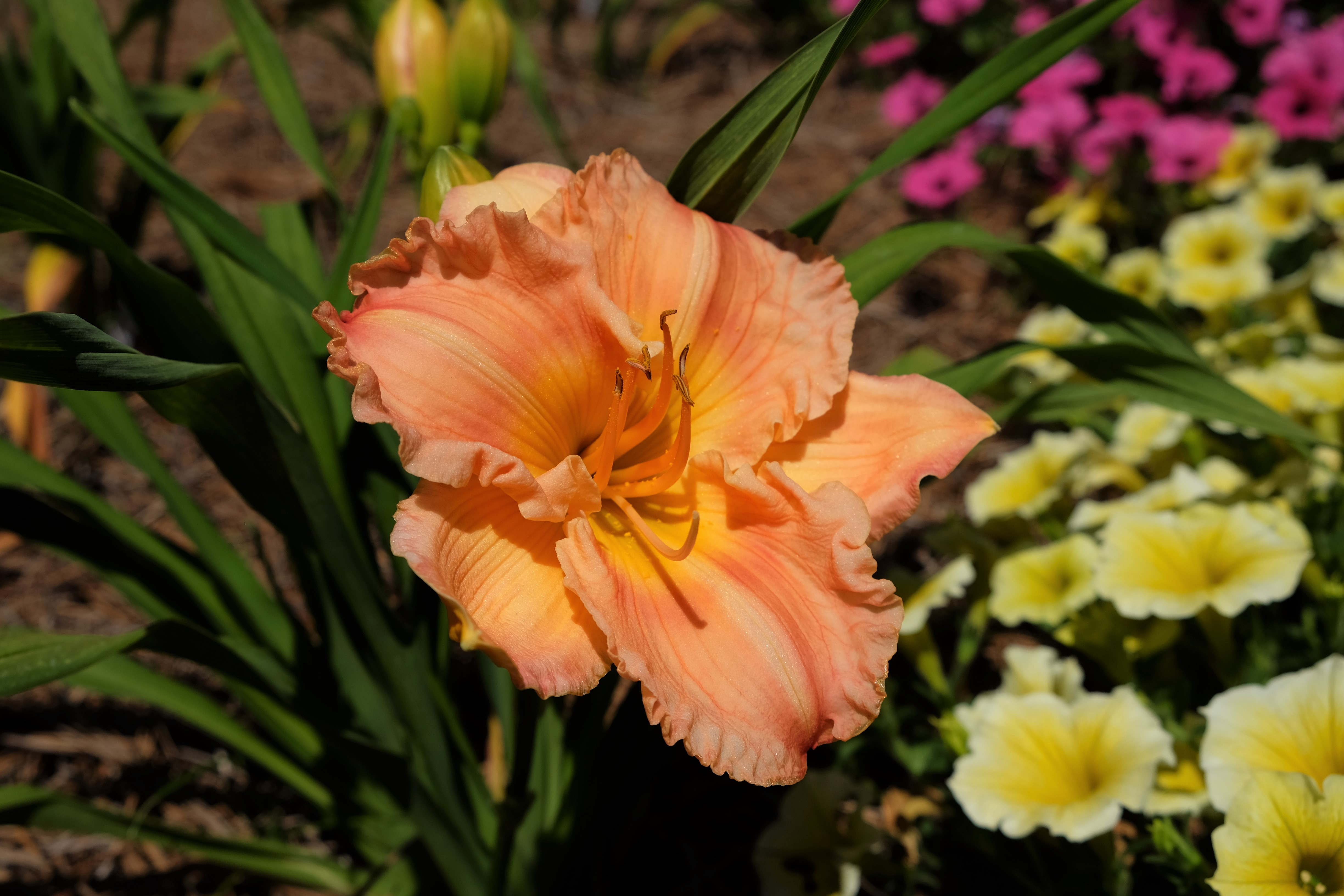 Daylily Celebrity AffairJPG